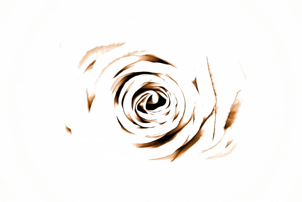 Elegant Sepia Rose by Christina Sillen — canvas wall art
