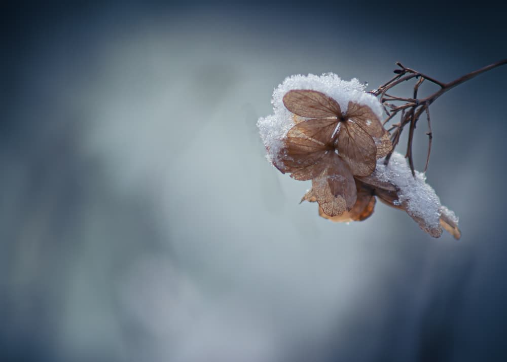 Delicate Winter Flower by Fred Louwen — canvas wall art