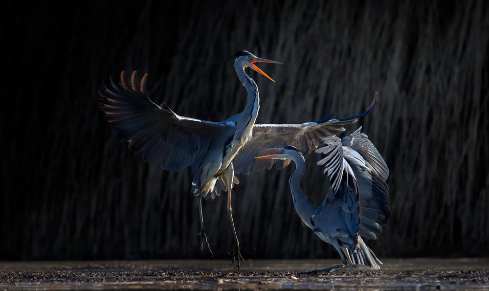Winged Heron Action by Phillip Chang — canvas wall art