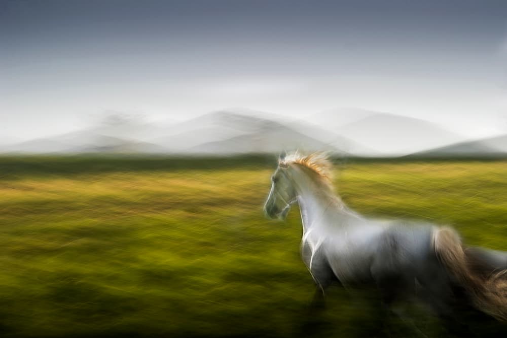 Running Wild Horse by Milan Malovrh — canvas wall art