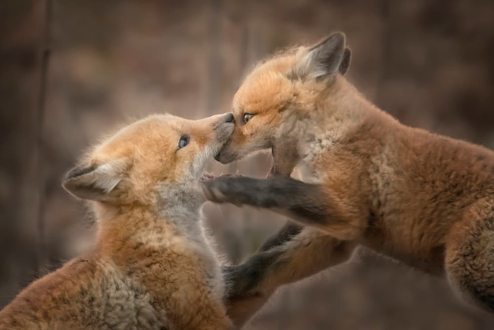 Playful Fox Kits by Larry Deng APA — canvas wall art