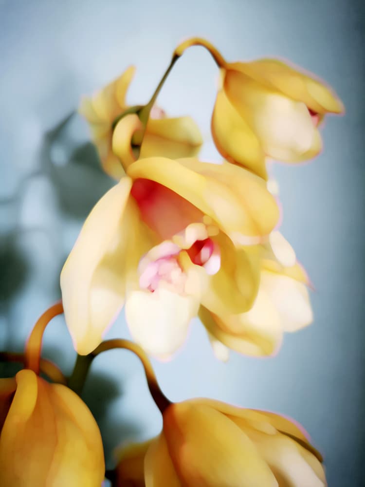 Soft Orchid Serenity by Angelo Cerantola — canvas wall art