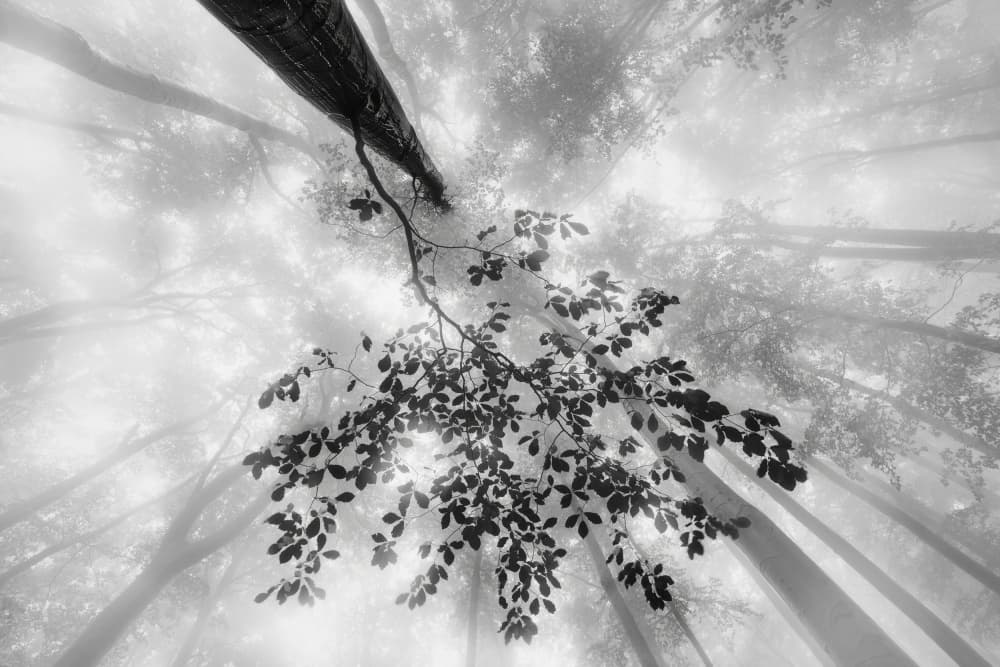 Misty Forest Canopy by Tom Pavlasek — canvas wall art