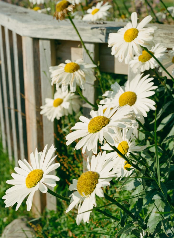 Daisies By The Fence by Bethany Young — canvas wall art