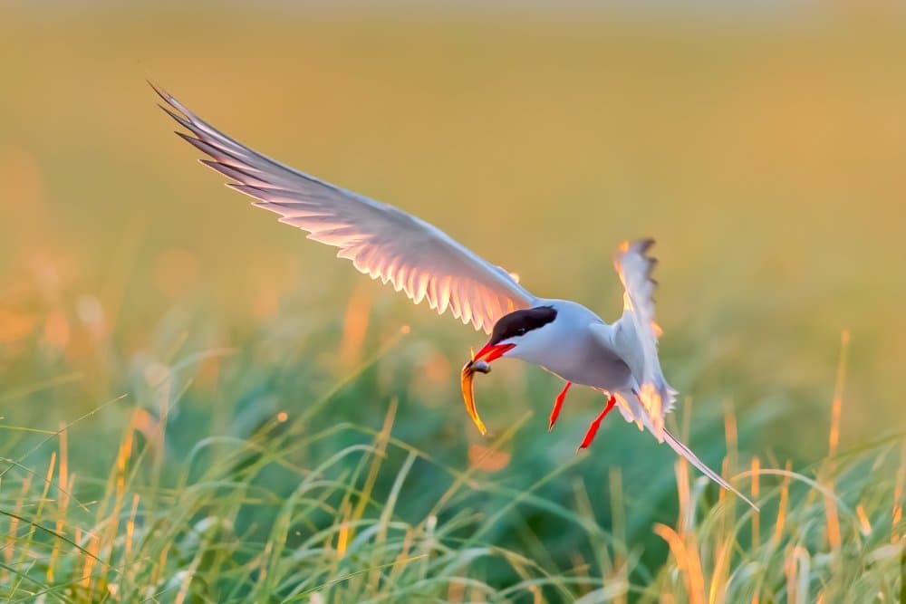 Golden Hour Tern Catch by James Bian — canvas wall art