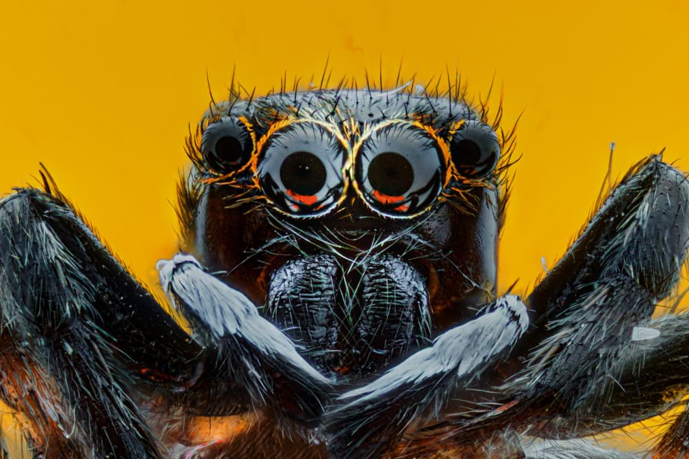 Intense Jumping Spider Eyes by Andi Halil — canvas wall art