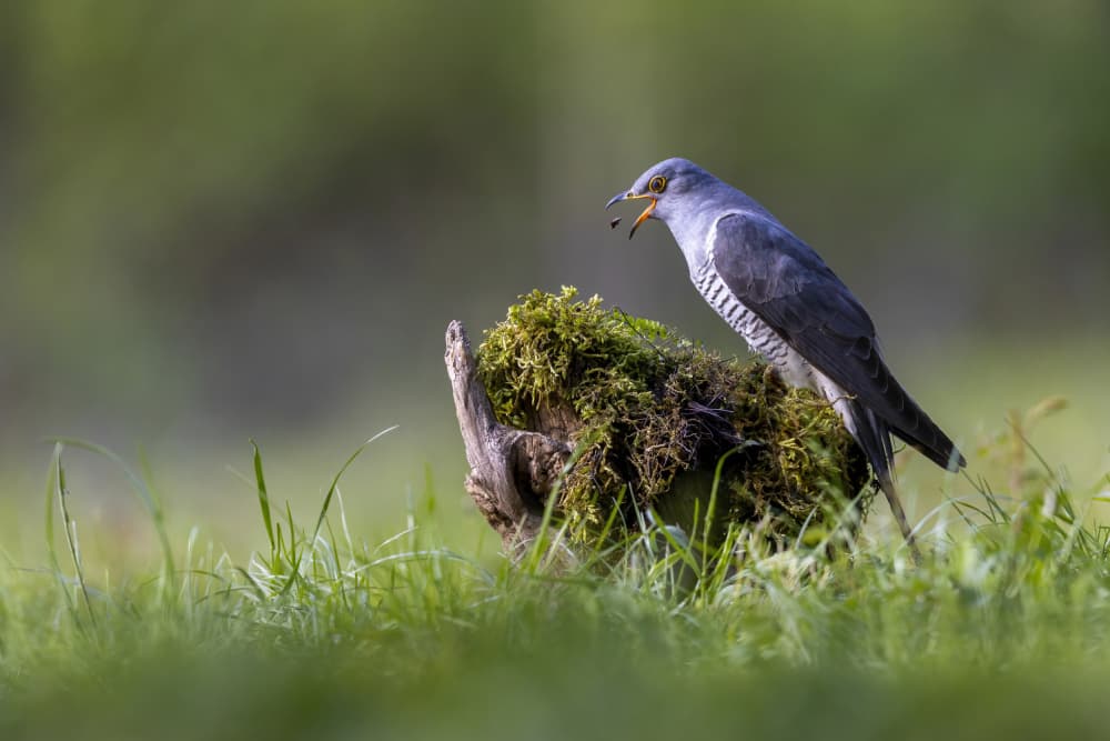 Wild Cuckoo Bird by Marco Redaelli — canvas wall art