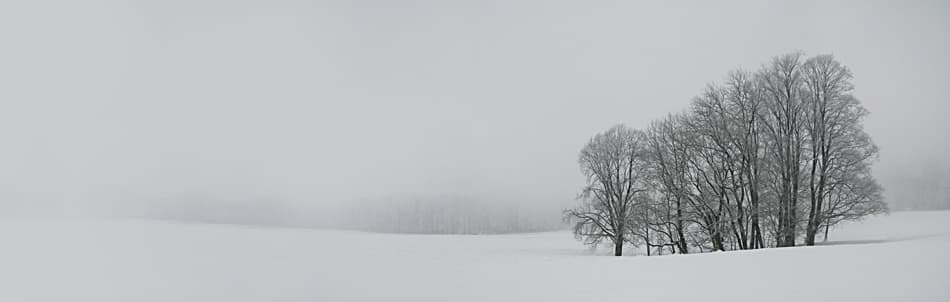 Misty Winter Grove by Nicolas Schumacher — canvas wall art