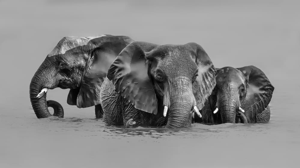 Elephant Crossing The River by Jun Zuo — canvas wall art