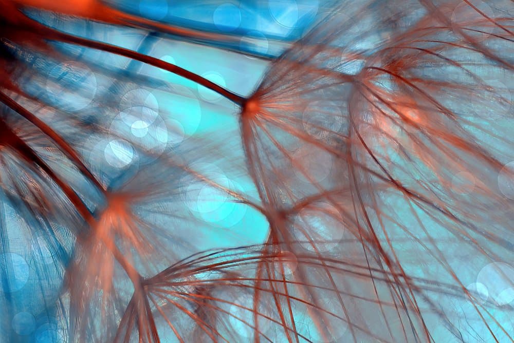 Ethereal Blue Orange Seeds by Ylva Sjögren — canvas wall art