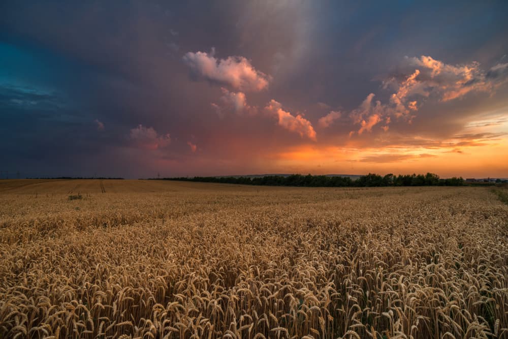 Golden Wheat Field Sunset by Arsen Alaberdov — canvas wall art