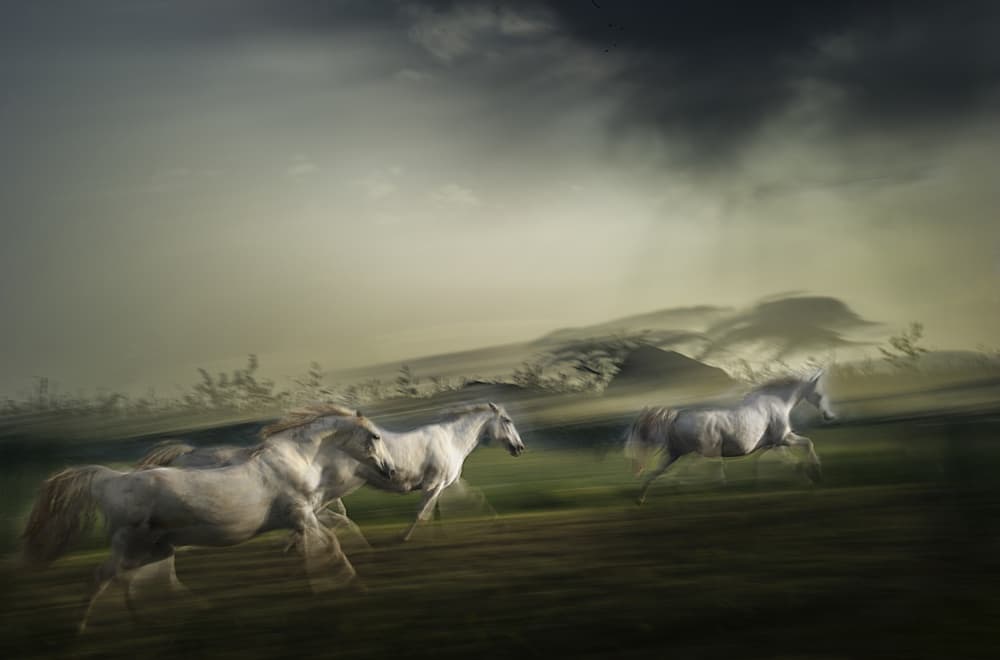 Galloping White Horses by Milan Malovrh — canvas wall art