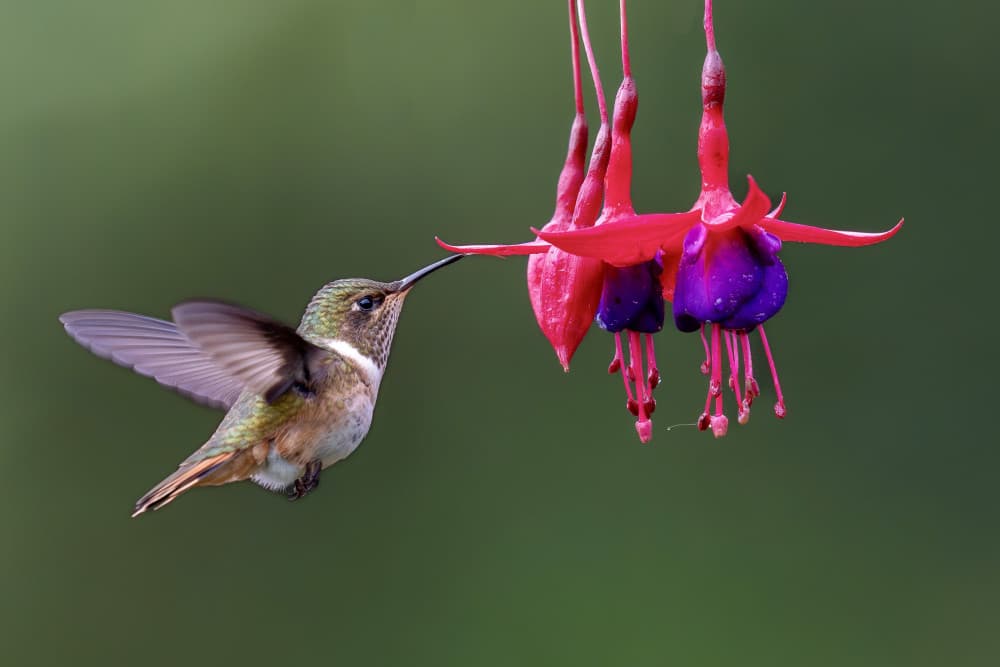 Hovering Hummingbird Fuchsia by Rajat Dhesi — canvas wall art
