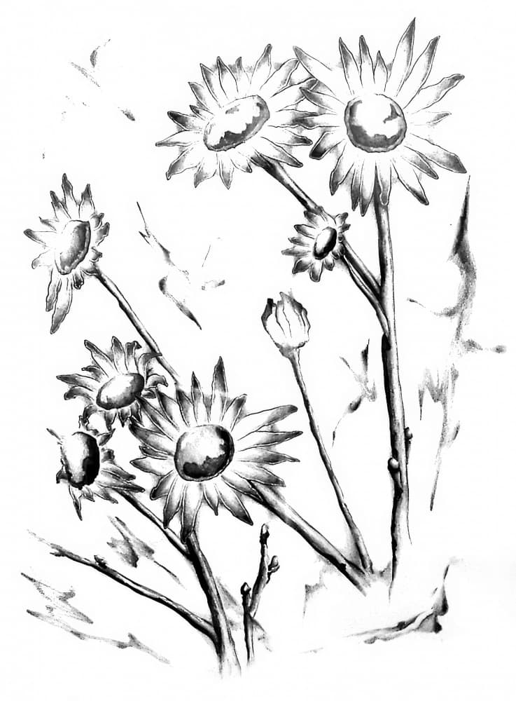 Gentle Daisies Drawing by Kulik — canvas wall art