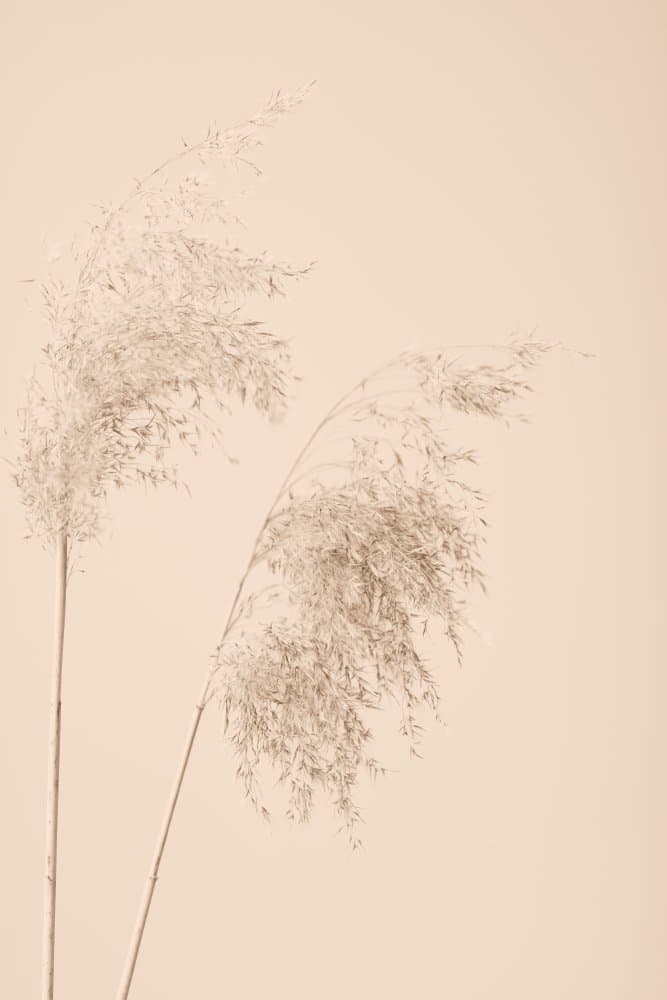 Soft Pampas Grass by Pictufy Studio III — canvas wall art