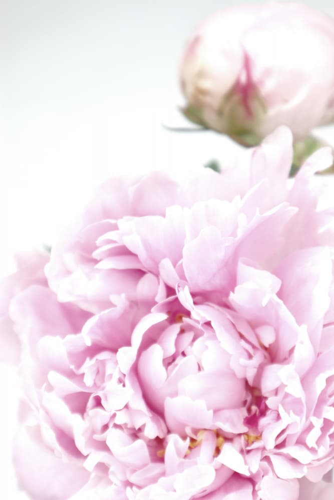 Soft Pink Peonies by Rosana Laiz Blursbyai — canvas wall art