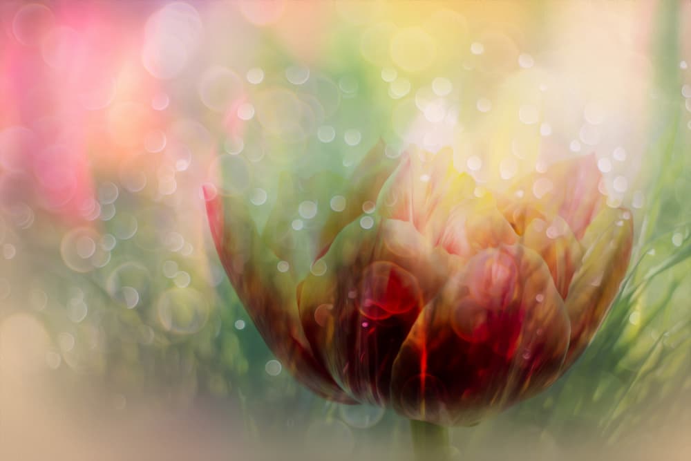 Dreamy Flower Bud by Hilda van der Lee — canvas wall art