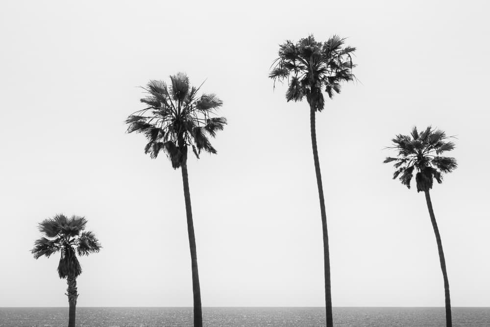 Coastal Palm Trees Seascape by Melanie Viola — canvas wall art