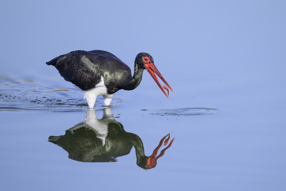 Fishing Stork Reflection by Mallal Moshe — canvas wall art