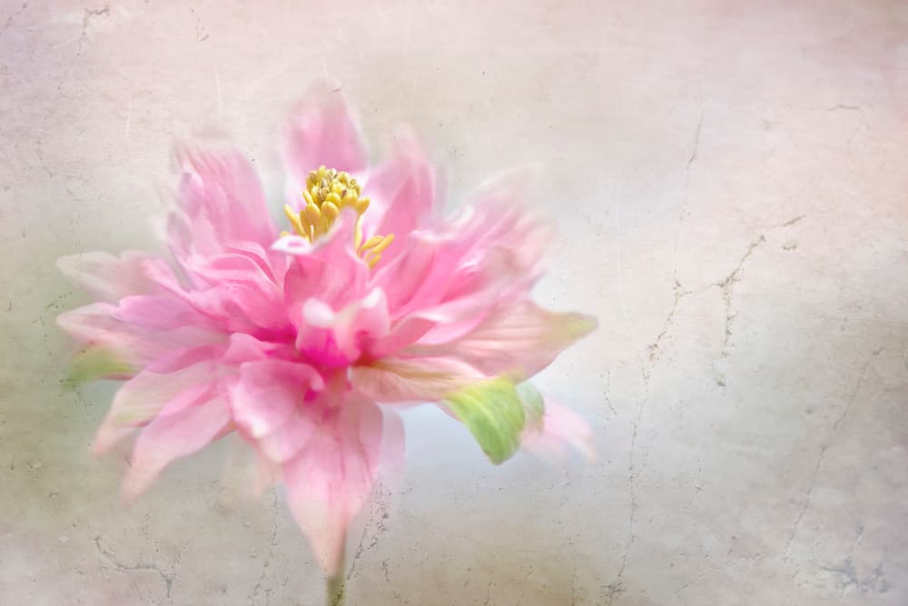Dreamy Pink Bloom by Jacky Parker — canvas wall art