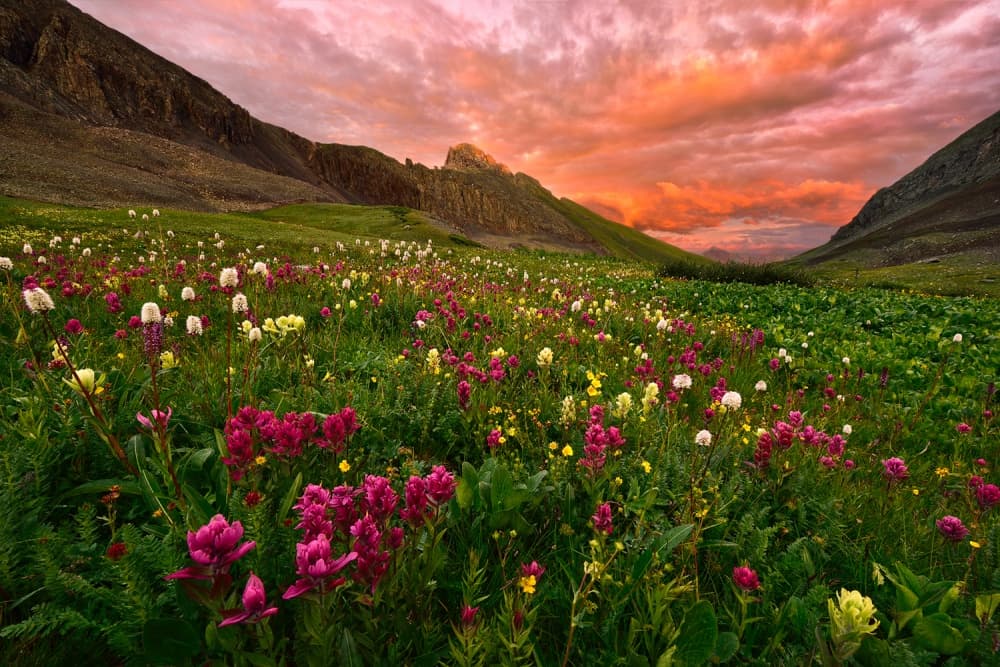 Wildflower Mountain Sunset by Mei Xu — canvas wall art