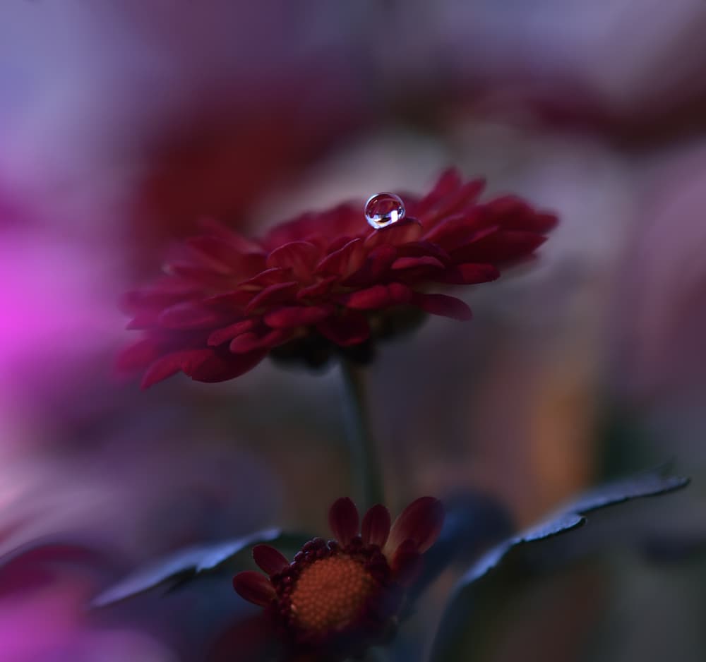 Crimson Dewdrop Bloom by Juliana Nan — canvas wall art