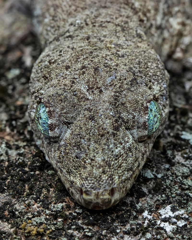 Gecko's Camouflaged Face by Tantoyensen — canvas wall art