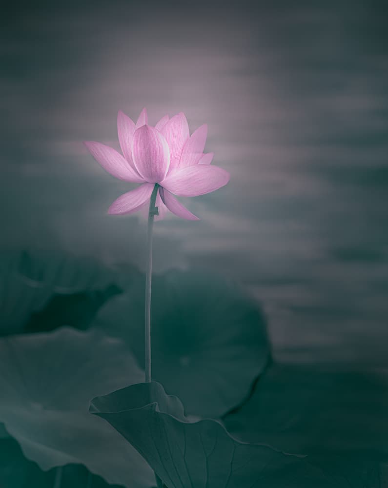 Serene Pink Lotus by Yanny Liu — canvas wall art