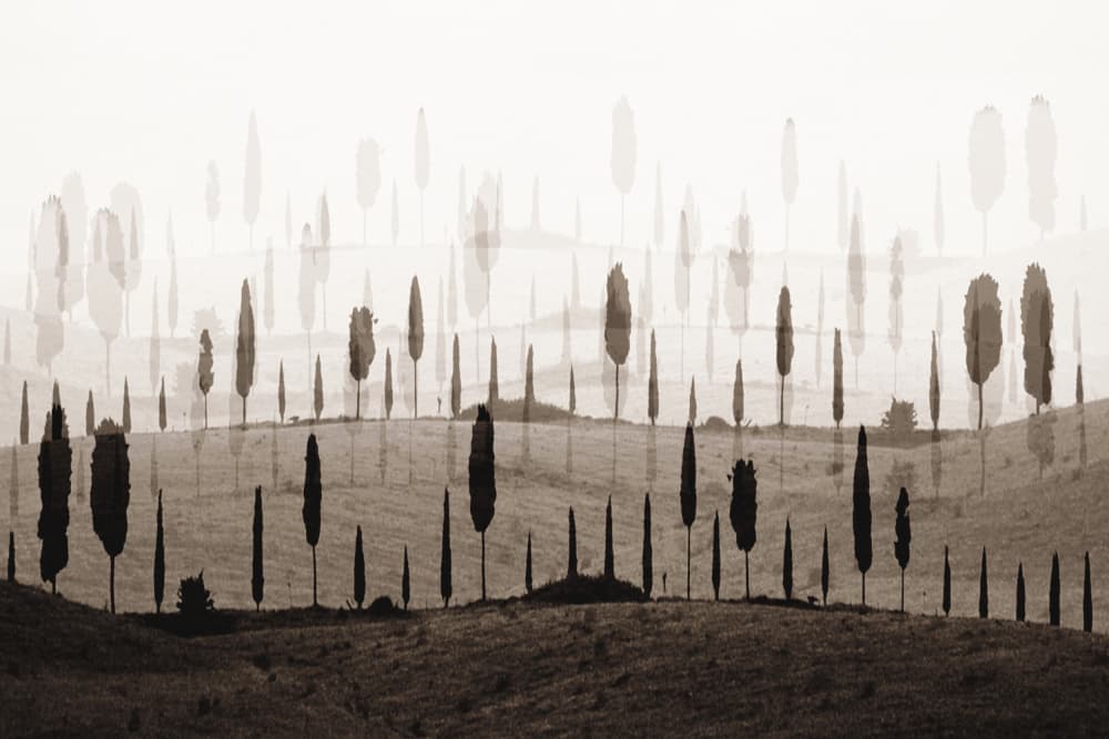 Dreamy Cypress Hills by Christina Sillen — canvas wall art