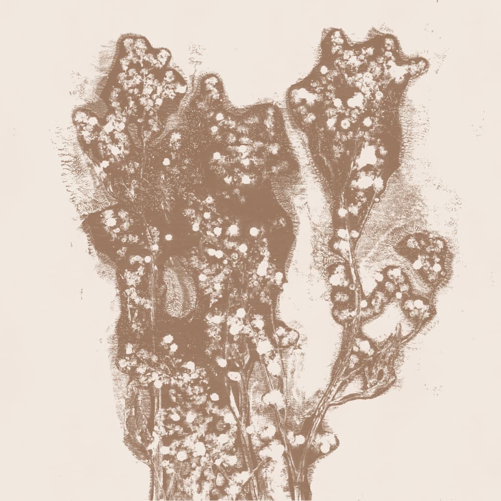 Sepia Botanical Bloom by Dina Dankers — canvas wall art