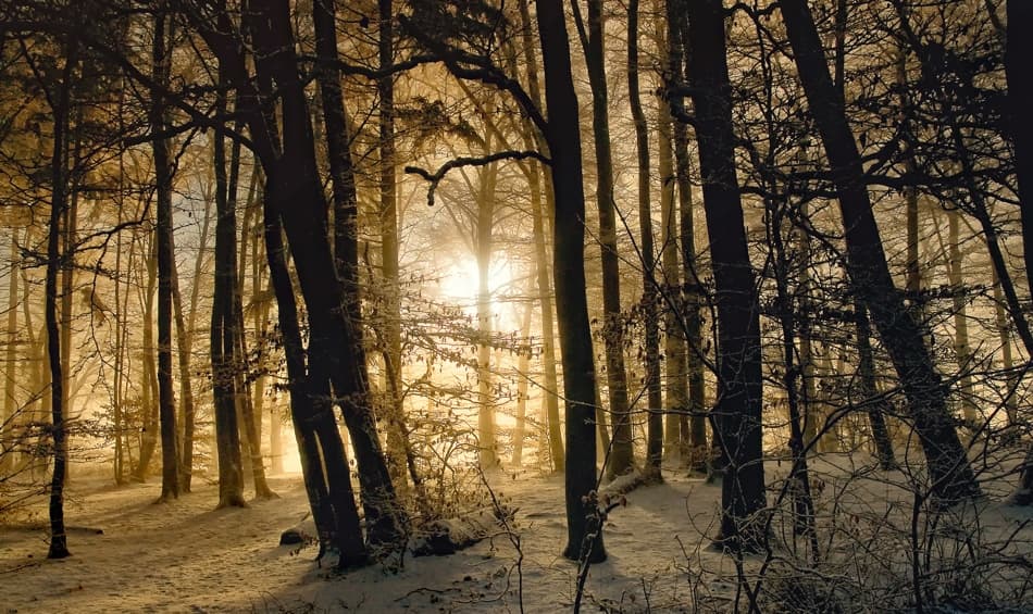 Golden Winter Forest by Norbert Maier — canvas wall art