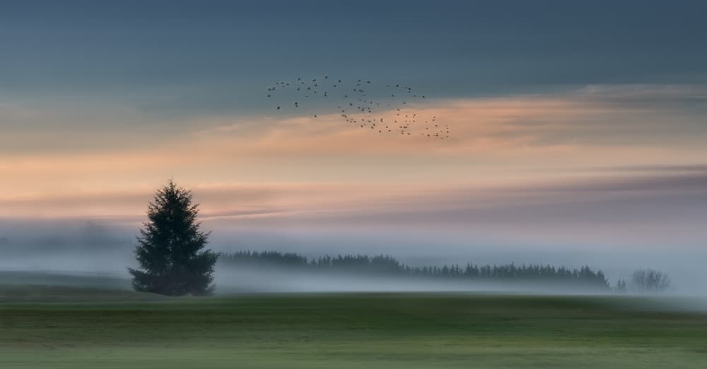 Misty Morning Tree And Birds by Shenshen Dou — canvas wall art