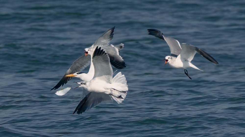 Flying Seabirds Confrontation by John Fan — canvas wall art