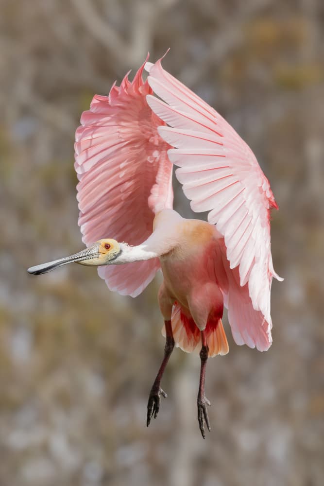 Pink Spoonbill Flight by Linda D Lester — canvas wall art