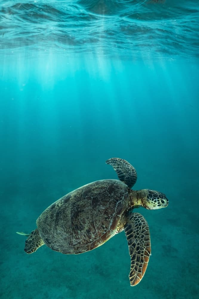 Sea Turtle Sunbeams by Serge Melesan — canvas wall art