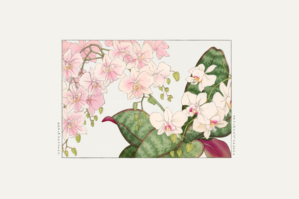 Vintage Orchid Flower by Tanigami Konan — canvas wall art