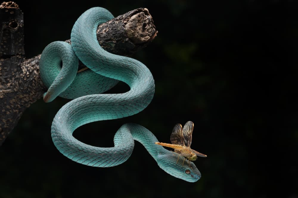 Blue Snake and Dragonfly by Ajar Setiadi — canvas wall art