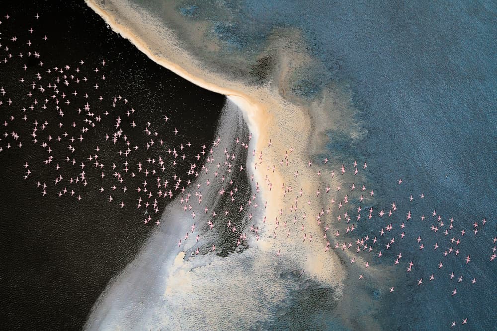 Pink Flamingos Aerial View by John Fan — canvas wall art