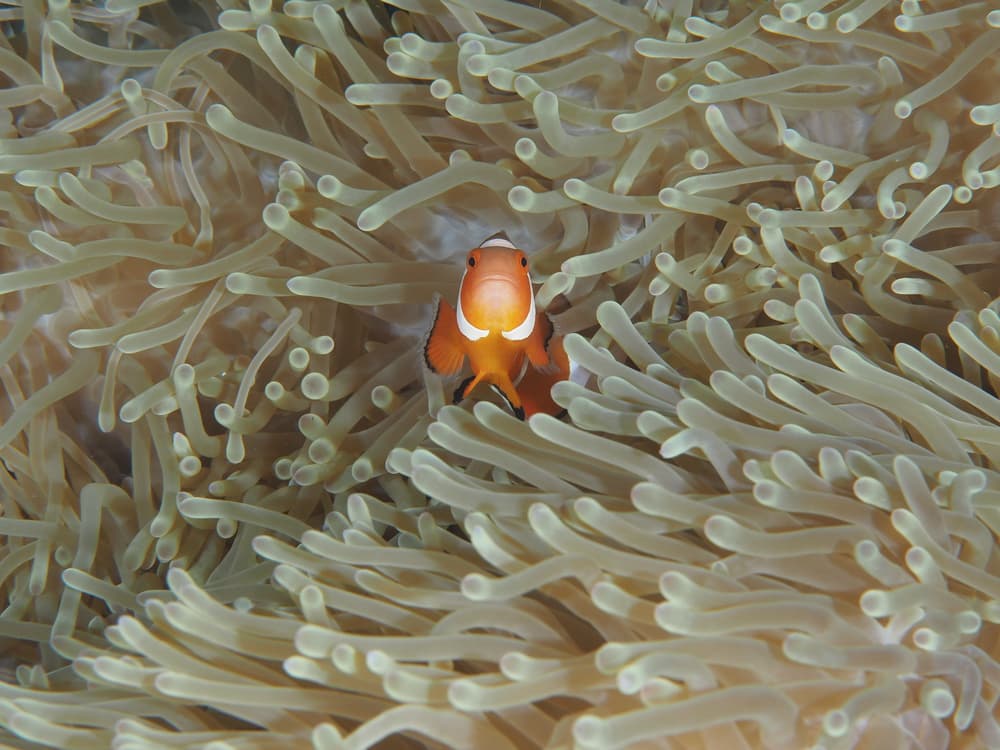 Clownfish In Anemone by Ilan Ben Tov — canvas wall art