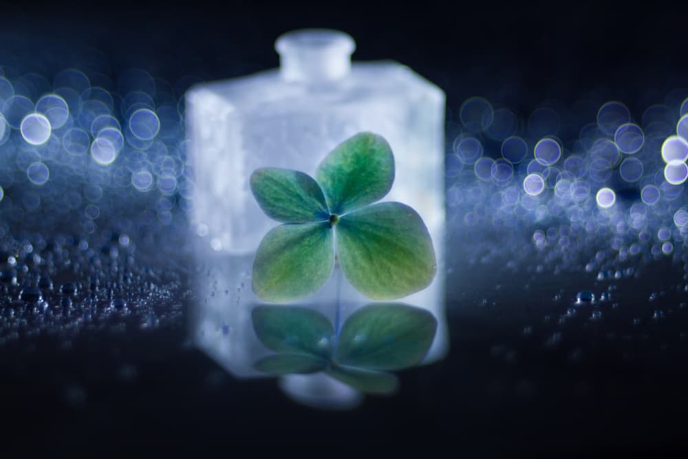 Serene Four Leaf Clover by Shihya Kowatari — canvas wall art