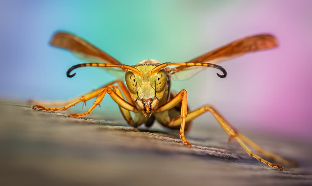 Intense Wasp Portrait by Atul Saluja — canvas wall art