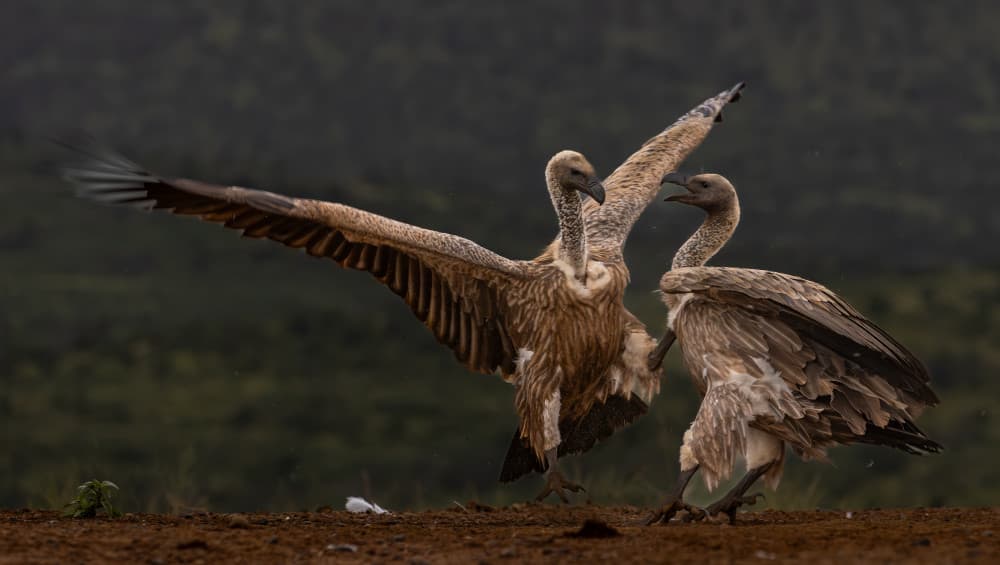 Wild Vulture Interaction by Peet van den Berg — canvas wall art