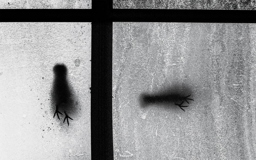 Window Bird Shadows by Parole Kim — canvas wall art