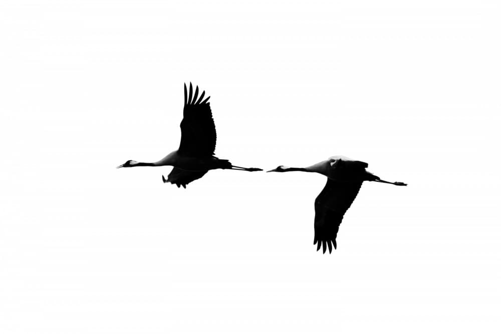 Flying Cranes Silhouette by Tal Paz-Fridman — canvas wall art