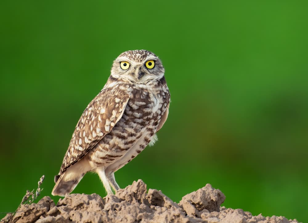 Burrowing Owl Stare by Allen SDCA — canvas wall art