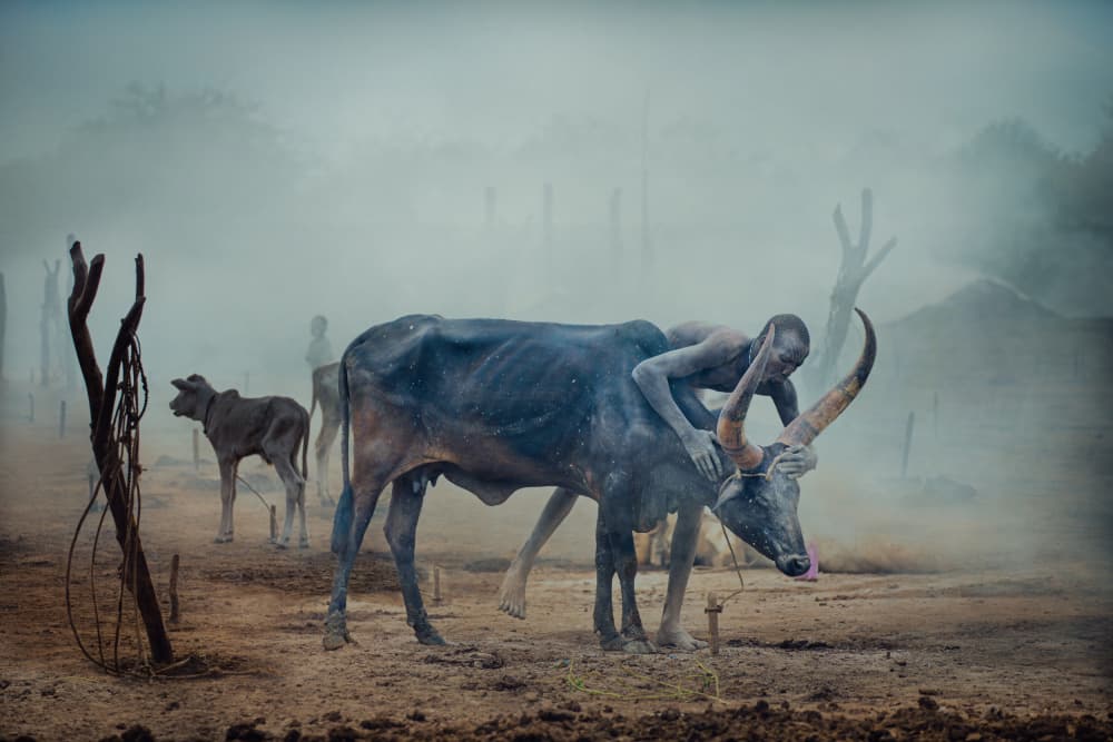 Dinka Man and Bull by Svetlin Yosifov — canvas wall art