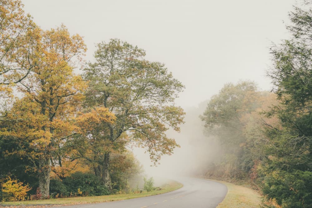 Misty Autumn Road by Courtney Crane — canvas wall art
