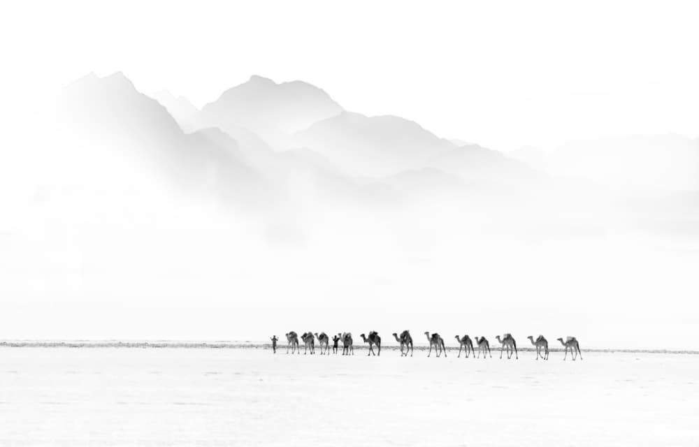 Desert Camel Caravan by Giovanni Cavalli — canvas wall art