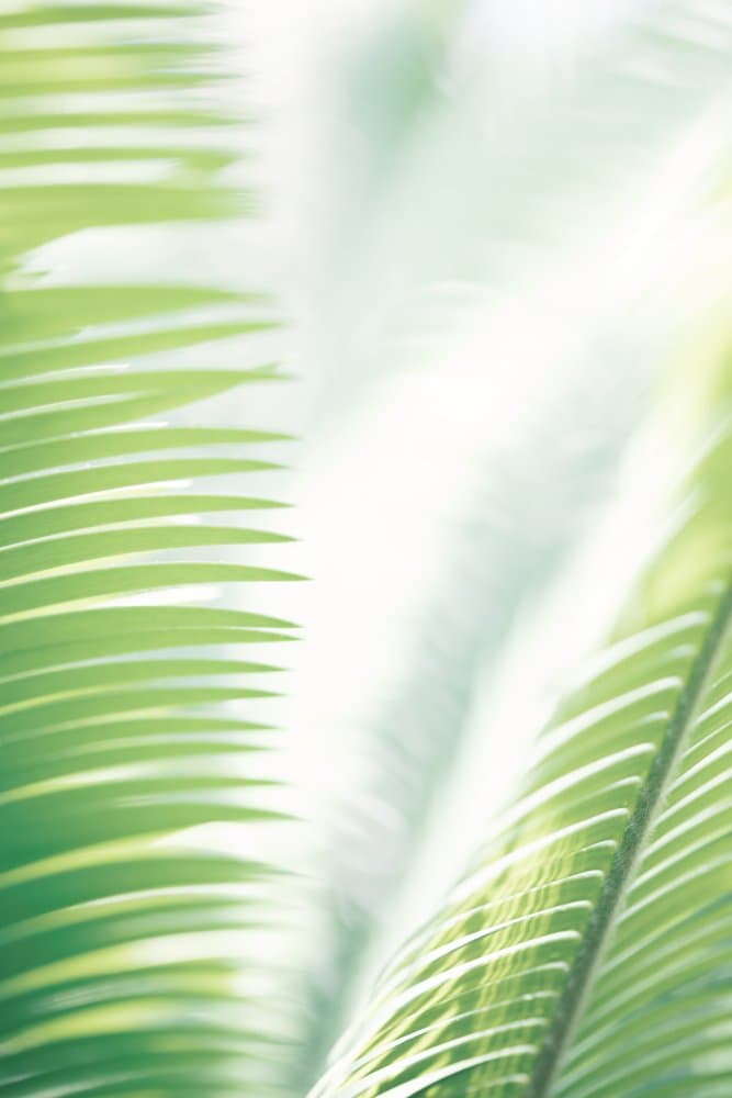 Sunlit Palm Leaves by Pictufy Studio III — canvas wall art