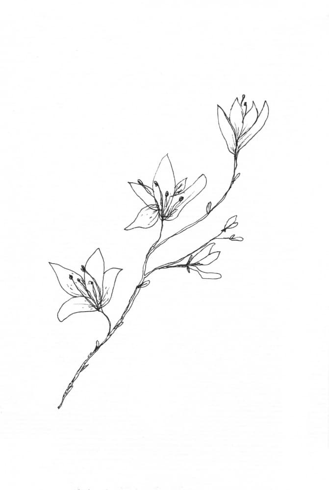 Delicate Floral Sketch by Lor Muller — canvas wall art